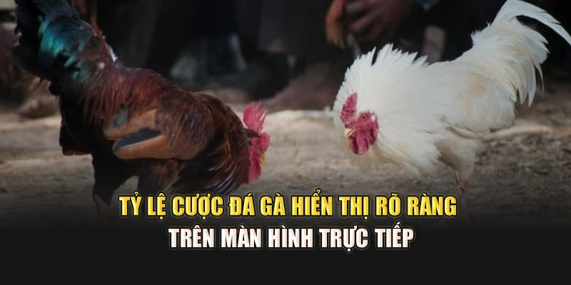 Tỷ lệ cược đá gà hiển thị rõ ràng trên màn hình trực tiếp